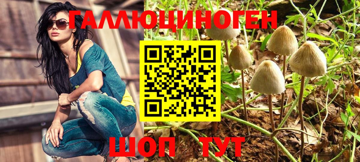 Сертолово  Псилоцибиновые грибы Cubensis  как найти наркотики  Вход с VPN 